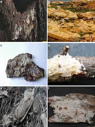 Attēlu rezultāti vaicājumam “Cystostereum murrayi”