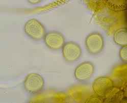 Attēlu rezultāti vaicājumam “Trichia flavicoma”