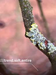 Attēlu rezultāti vaicājumam “Chaenotheca chrysocephala”