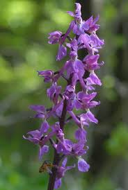 Attēlu rezultāti vaicājumam “Orchis mascula”