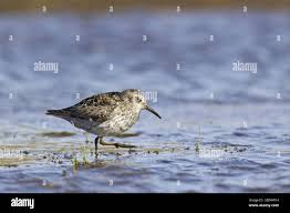 Attēlu rezultāti vaicājumam “Calidris maritima adult”