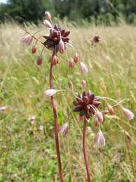 Attēlu rezultāti vaicājumam “Allium oleraceum flower”