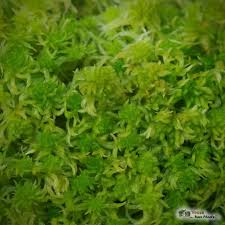 Attēlu rezultāti vaicājumam “Sphagnum cuspidatum”