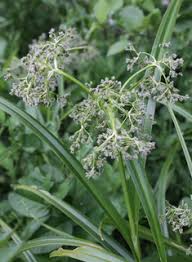 Attēlu rezultāti vaicājumam “Scirpus sylvaticus flower”