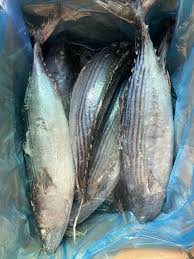 Image result for Sarda sarda