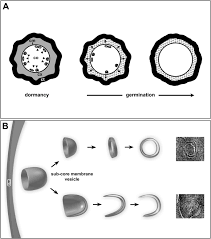 Attēlu rezultāti vaicājumam “Enteridium variabile spores”