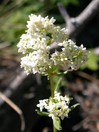 Attēlu rezultāti vaicājumam “Galium boreale fruit”