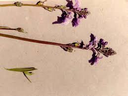 Attēlu rezultāti vaicājumam “Linaria vulgaris fruit”