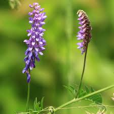 Attēlu rezultāti vaicājumam “Vicia”