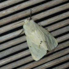 Attēlu rezultāti vaicājumam “Spilosoma lutea imago”