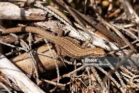 Attēlu rezultāti vaicājumam “Lacerta vivipara”