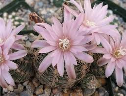 Image result for Gymnocalycium