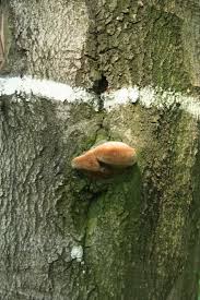 Attēlu rezultāti vaicājumam “Phellinus”