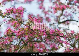 Attēlu rezultāti vaicājumam “Malus purpurea leaf”