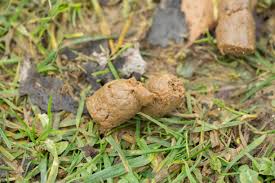 Image result for cestoda excrement dog