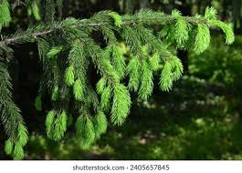 Attēlu rezultāti vaicājumam “Picea abies fo. virgata”