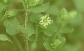 Attēlu rezultāti vaicājumam “Microrrhinum minus leaf”