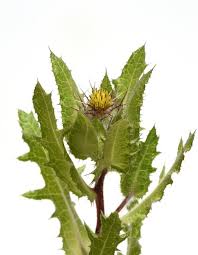 Image result for Cnicus benedictus