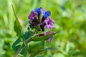 Attēlu rezultāti vaicājumam “Pulmonaria obscura”