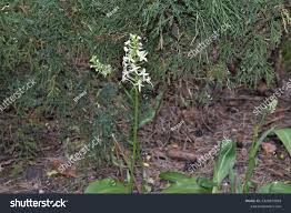 Attēlu rezultāti vaicājumam “Platanthera bifolia leaf”