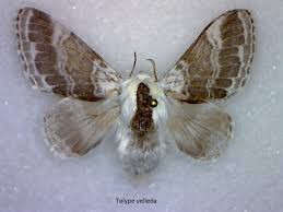 Attēlu rezultāti vaicājumam “Lasiocampidae”