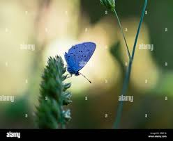 Attēlu rezultāti vaicājumam “Everes argiades male”