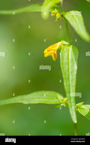 Attēlu rezultāti vaicājumam “Melampyrum sylvaticum flower”