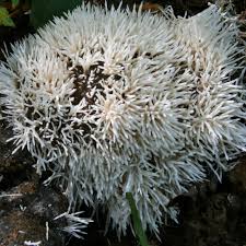 Attēlu rezultāti vaicājumam “Arcyria denudata young”