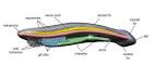 A gene catalogue of the amphioxus nervous system