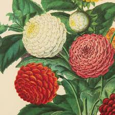 Image result for Dahlia x pinnata `Pompon Lilliput`