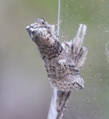 Attēlu rezultāti vaicājumam “Tethea or”