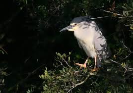 Attēlu rezultāti vaicājumam “Nycticorax nycticorax”