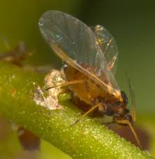 Attēlu rezultāti vaicājumam “Aphis fabae”