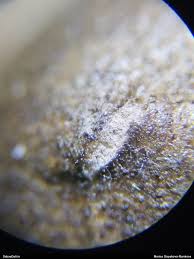 Attēlu rezultāti vaicājumam “Lycogala sphaeroconicum macro”