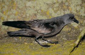 Image result for Oceanodroma monorhis