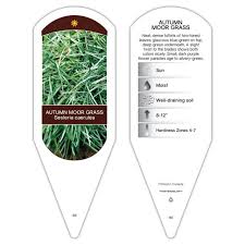 Attēlu rezultāti vaicājumam “Sesleria caerulea leaf”