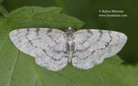 Attēlu rezultāti vaicājumam “Aethalura punctulata”