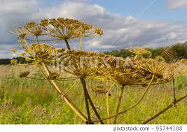 Attēlu rezultāti vaicājumam “Heracleum sosnowskyi leaf”