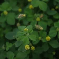 Attēlu rezultāti vaicājumam “Medicago lupulina”