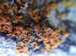 Attēlu rezultāti vaicājumam “Lichenoconium xanthoriae”