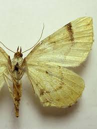 Attēlu rezultāti vaicājumam “Eulithis mellinata”