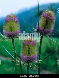 Image result for Dipsacus silvestris