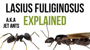 Attēlu rezultāti vaicājumam “Lasius fuliginosus”