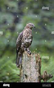 Image result for Pernis apivorus