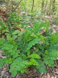 Attēlu rezultāti vaicājumam “Astragalus glycyphyllos fruit”