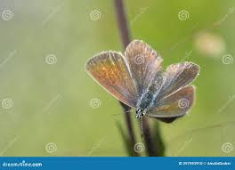 Attēlu rezultāti vaicājumam “Cyaniris semiargus female”