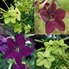 Image result for Nicotiana x sanderae `Perfume`F1