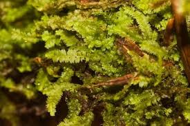 Attēlu rezultāti vaicājumam “Lophocolea bidentata”