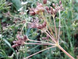 Image result for Kümmel