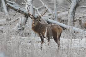 Attēlu rezultāti vaicājumam “Cervus elaphus”